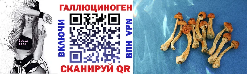 магазин продажи наркотиков  Аркадак  Галлюциногенные грибы Psilocybe 